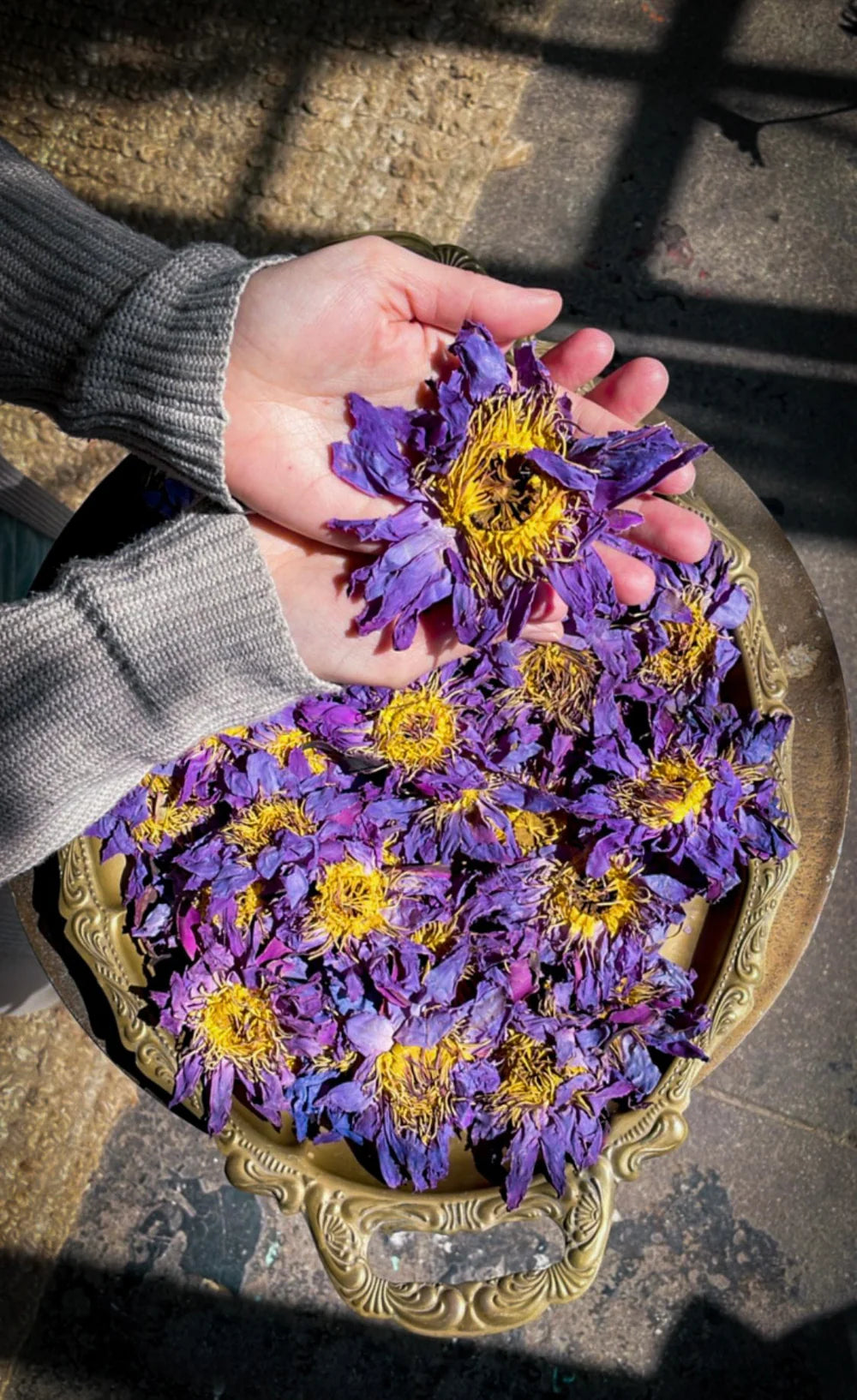 Blauwe Lotus, ook bekend als "De Bloem van de Verlichting". Op grote schaal gebruikt in het oude Egypte en onder de Maya's, symboliseert het de schepping en wedergeboorte toen het uit de oerwateren kwam om eenmaal per jaar gedurende slechts 3 dagen te bloeien. 